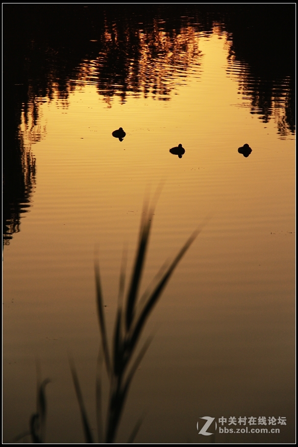 红藕香残玉簟秋