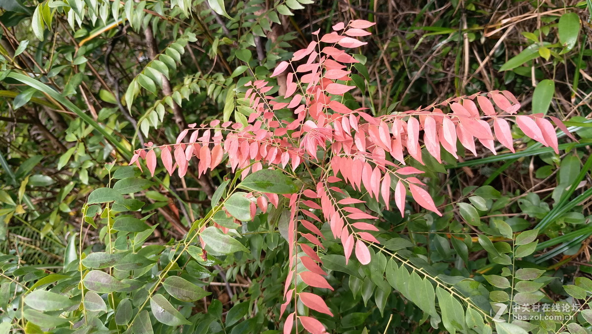 魅族mx62016年11月生活随拍