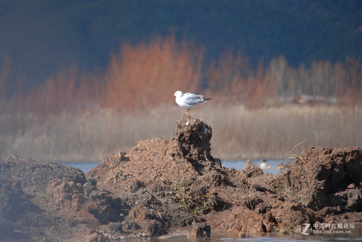 丽江的柔软时光