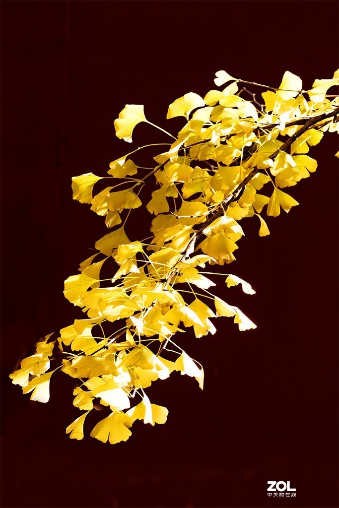 #ZOL月赛晒秋#秋到大觉寺