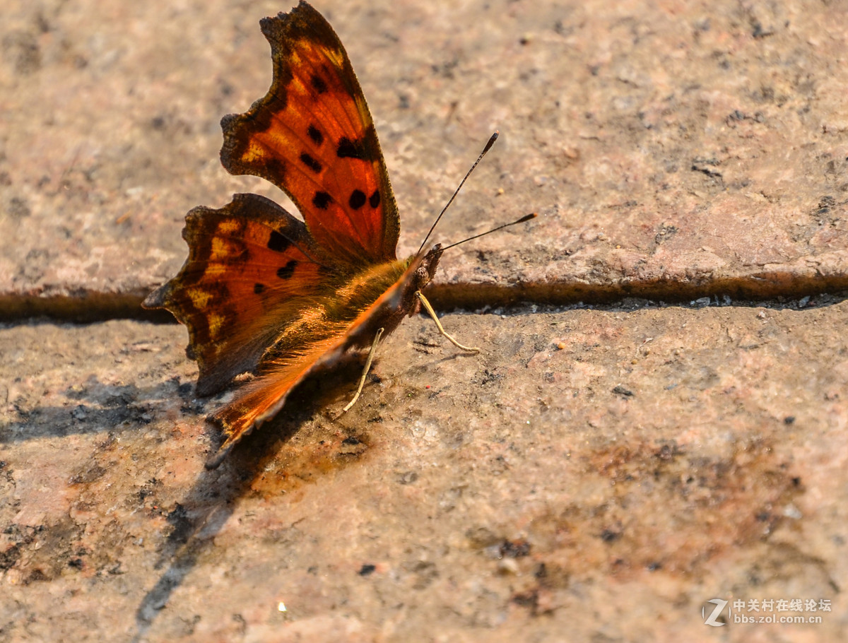 新拍部落金丝眼斑蝴蝶
