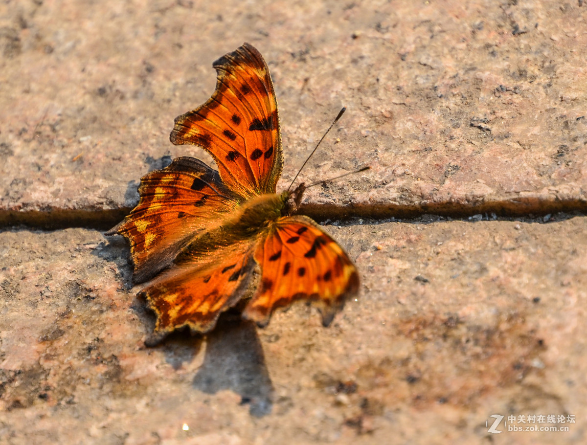 新拍部落金丝眼斑蝴蝶
