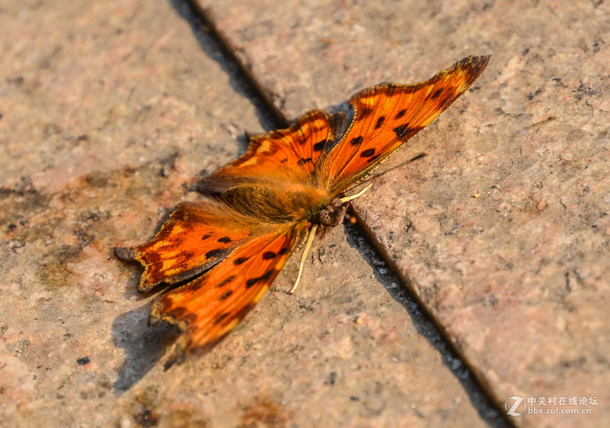 新拍部落金丝眼斑蝴蝶