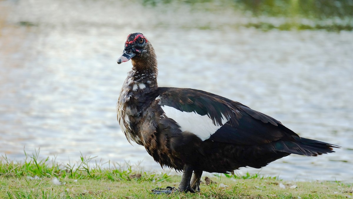 不怕人的美洲雁