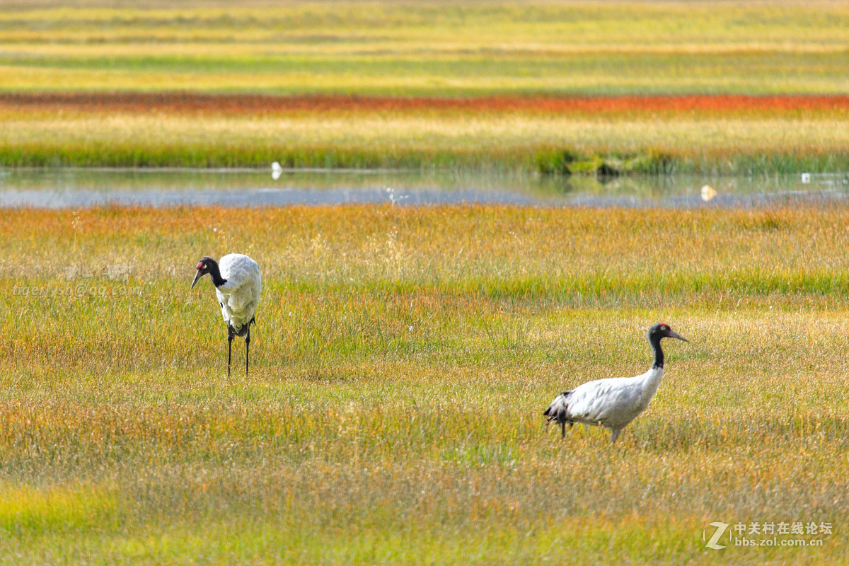 藏区见到的鹰  黑颈鹤  岩羊  牦牛  鹈鹕