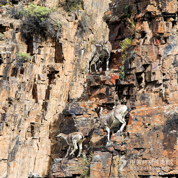 藏区见到的鹰  黑颈鹤  岩羊  牦牛  鹈鹕