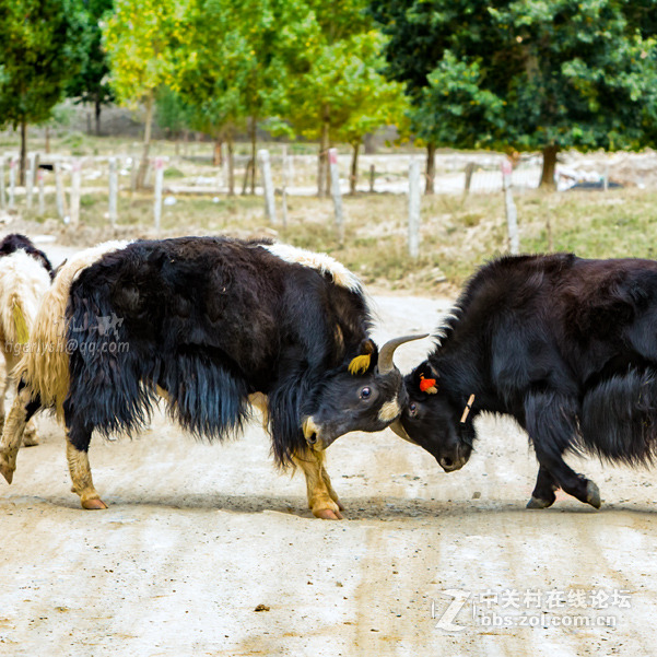 藏区见到的鹰  黑颈鹤  岩羊  牦牛  鹈鹕