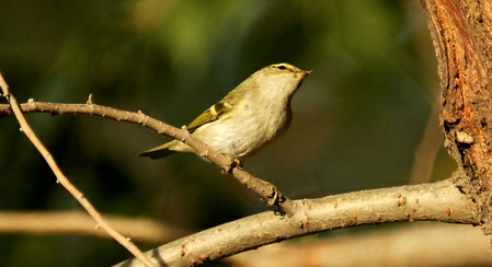活蹦乱跳的小柳串---柳莺鸟