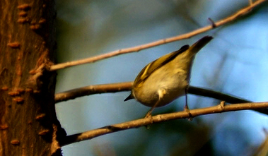 活蹦乱跳的小柳串---柳莺鸟
