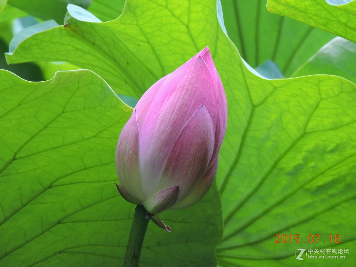 昆明翠湖公园的荷花