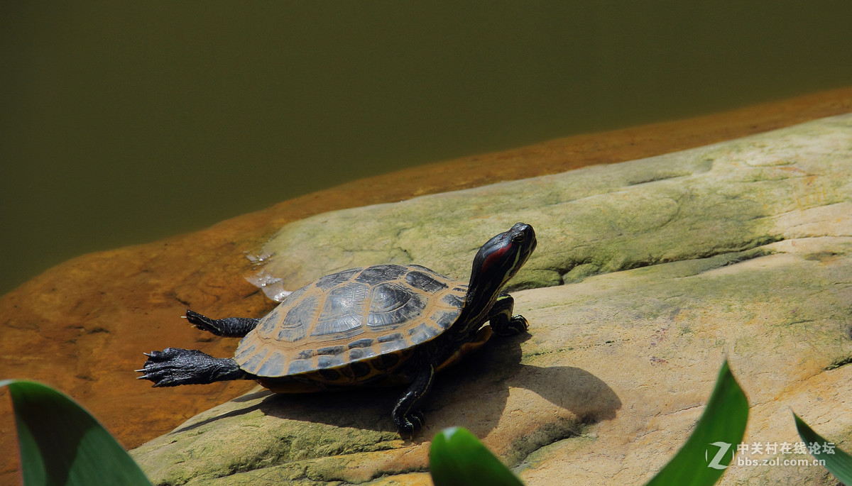 池塘里的小乌龟