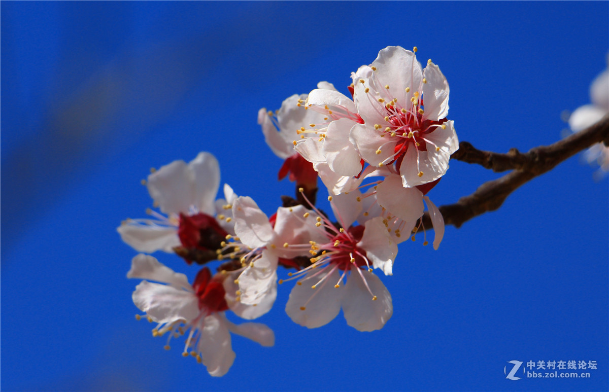 一组杏花