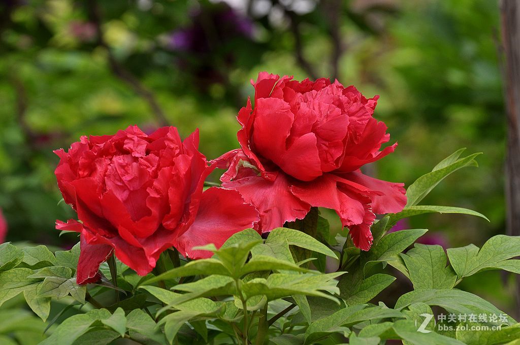红牡丹--拜望 济南星空(中国)。祝:各位版主师友身体健康!，感谢您们的鼓励与支持。