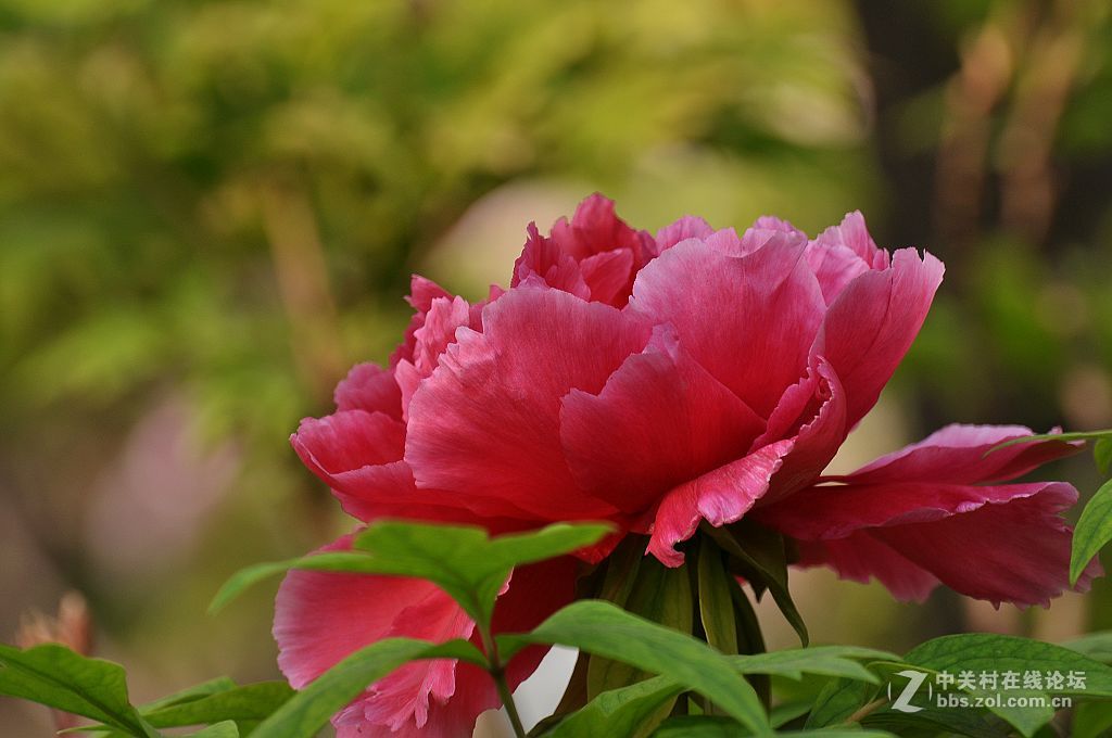 红牡丹--拜望 济南星空(中国)。祝:各位版主师友身体健康!，感谢您们的鼓励与支持。