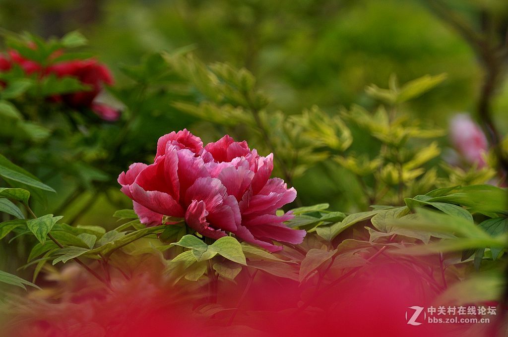 红牡丹--拜望 济南星空(中国)。祝:各位版主师友身体健康!，感谢您们的鼓励与支持。