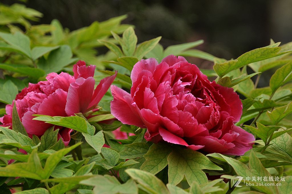 红牡丹--拜望 济南星空(中国)。祝:各位版主师友身体健康!，感谢您们的鼓励与支持。
