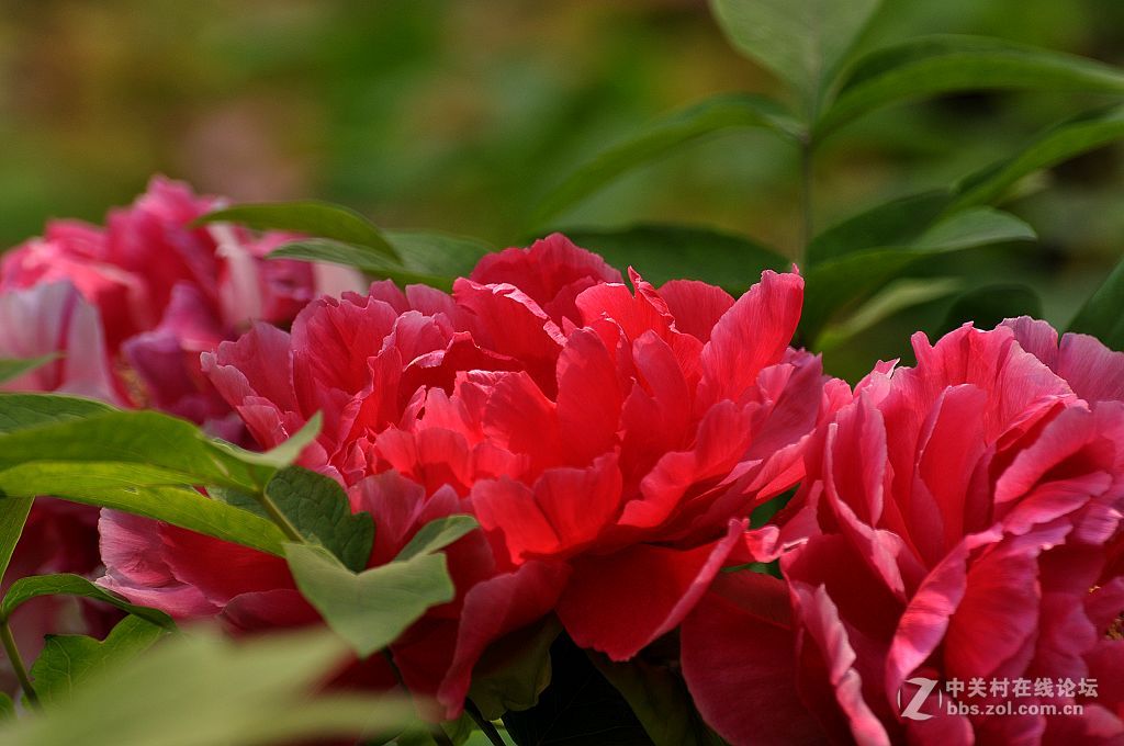 红牡丹--拜望 济南星空(中国)。祝:各位版主师友身体健康!，感谢您们的鼓励与支持。