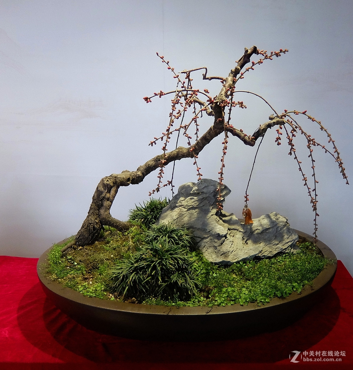 千姿百态的梅花盆景