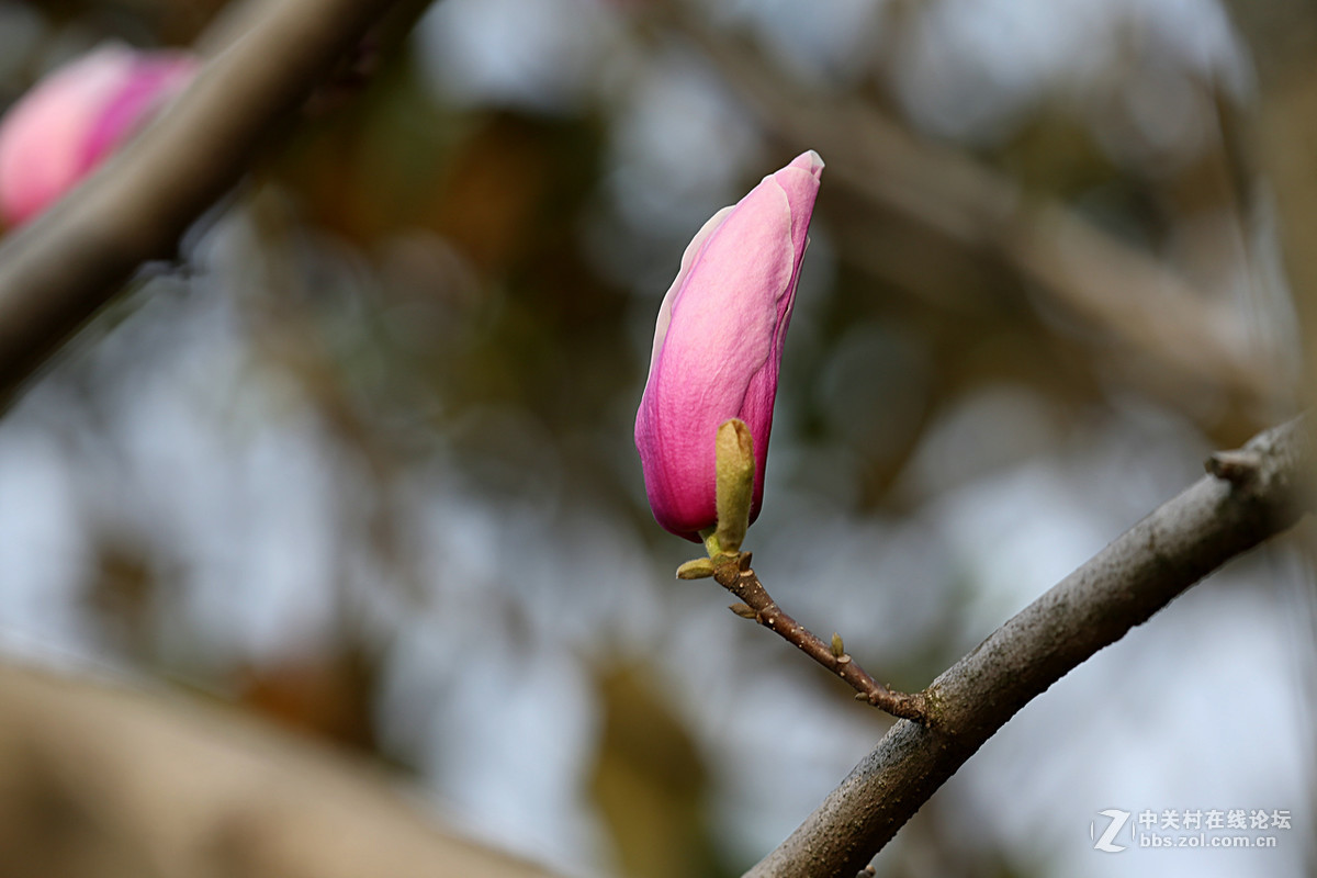 后花园里含苞欲放的“紫玉兰”“续二”贺“热河流星”好友，奥林巴斯板块再挑重担。