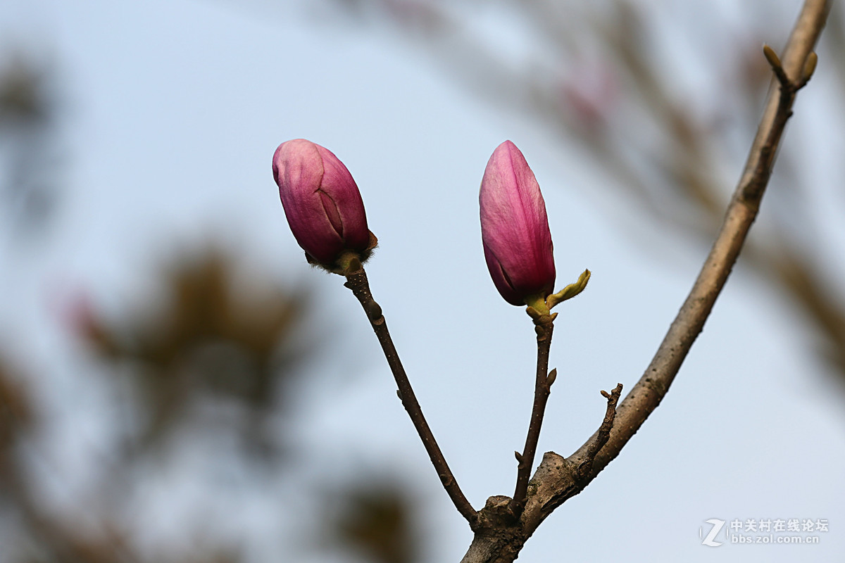 后花园里含苞欲放的“紫玉兰”“续二”贺“热河流星”好友，奥林巴斯板块再挑重担。