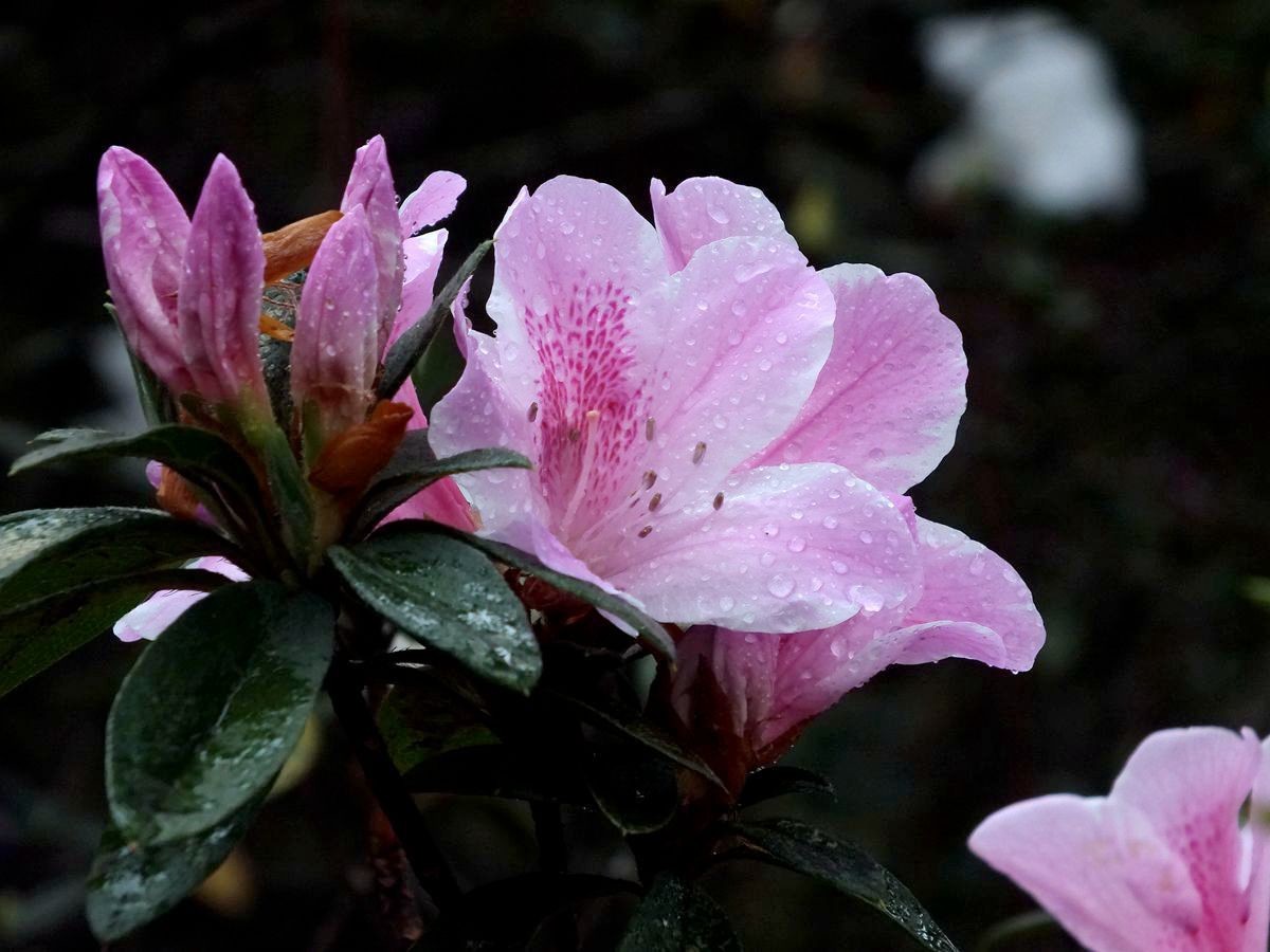 #ZOL月赛-三月风光无限好# 杜鹃花