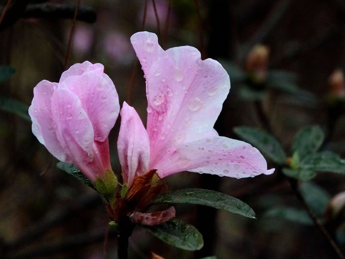 #ZOL月赛-三月风光无限好# 杜鹃花