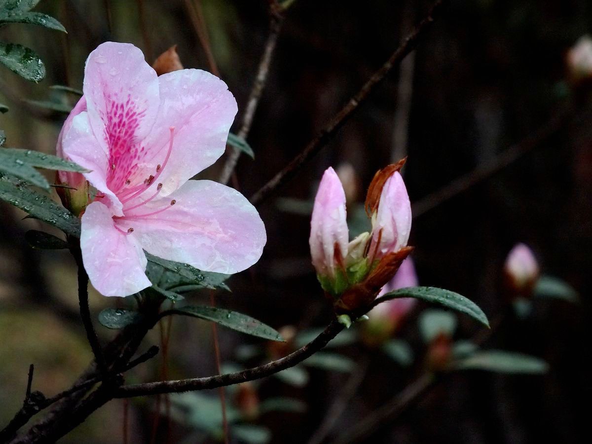 #ZOL月赛-三月风光无限好# 杜鹃花