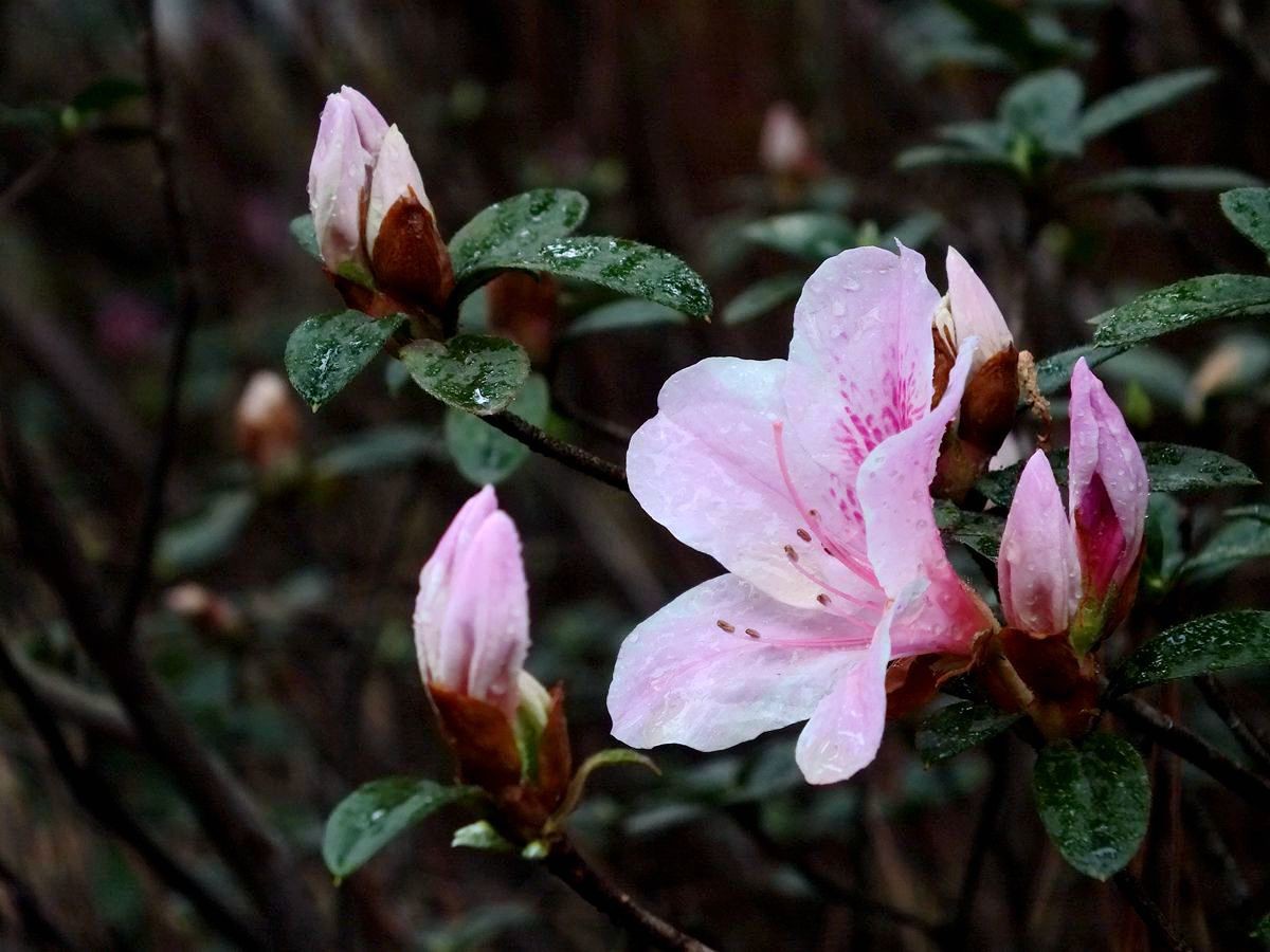 #ZOL月赛-三月风光无限好# 杜鹃花