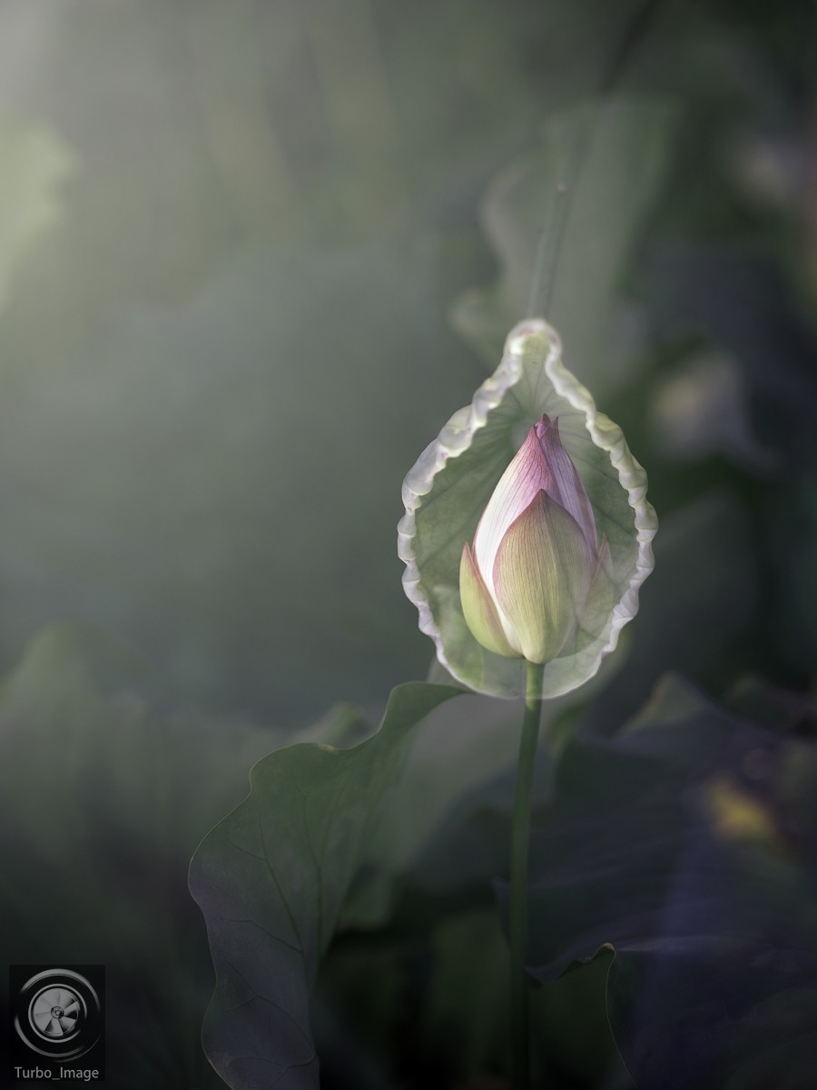 仲夏荷塘随拍15P（D610D3竹炮2腾龙90微）