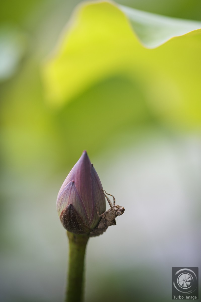 仲夏荷塘随拍15P（D610D3竹炮2腾龙90微）