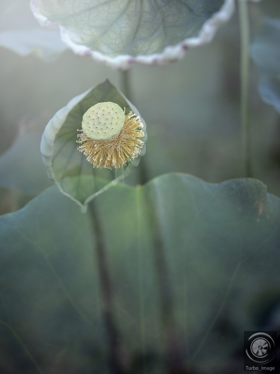 仲夏荷塘随拍15P（D610D3竹炮2腾龙90微）