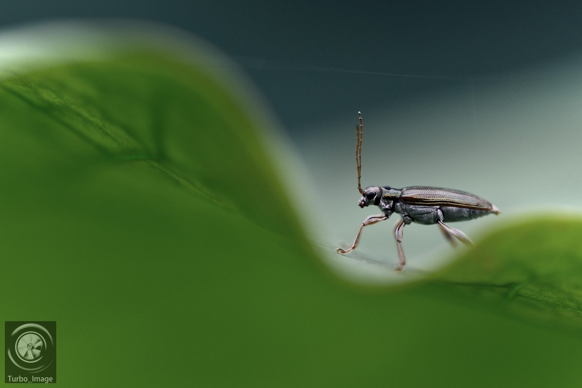 仲夏荷塘随拍15P（D610D3竹炮2腾龙90微）