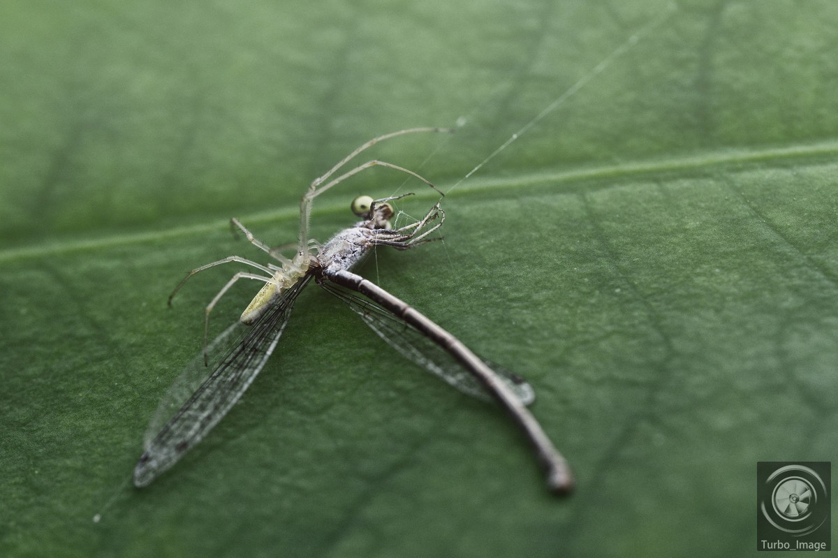仲夏荷塘随拍15P（D610D3竹炮2腾龙90微）