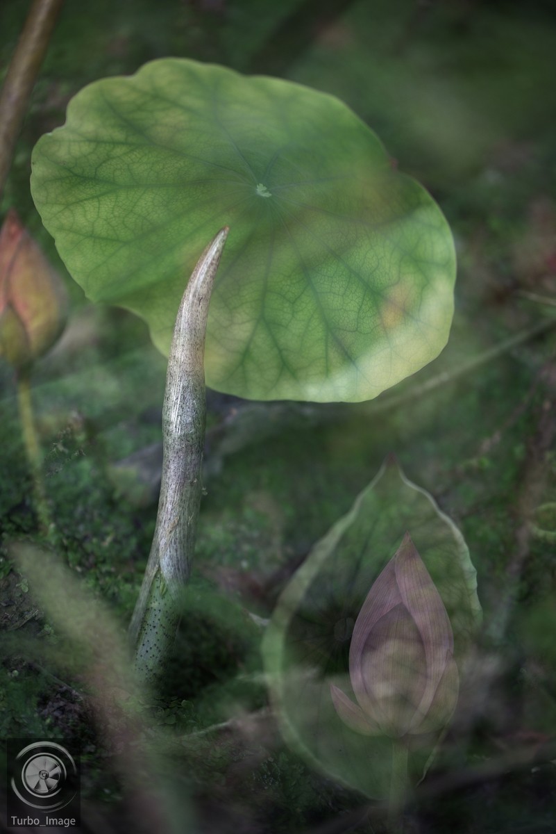 仲夏荷塘随拍15P（D610D3竹炮2腾龙90微）