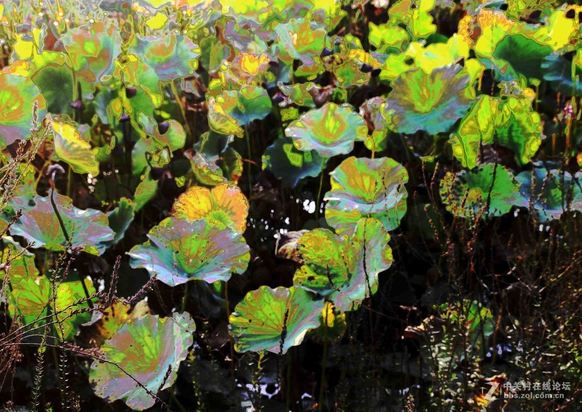马中文达思-荷塘影韵
