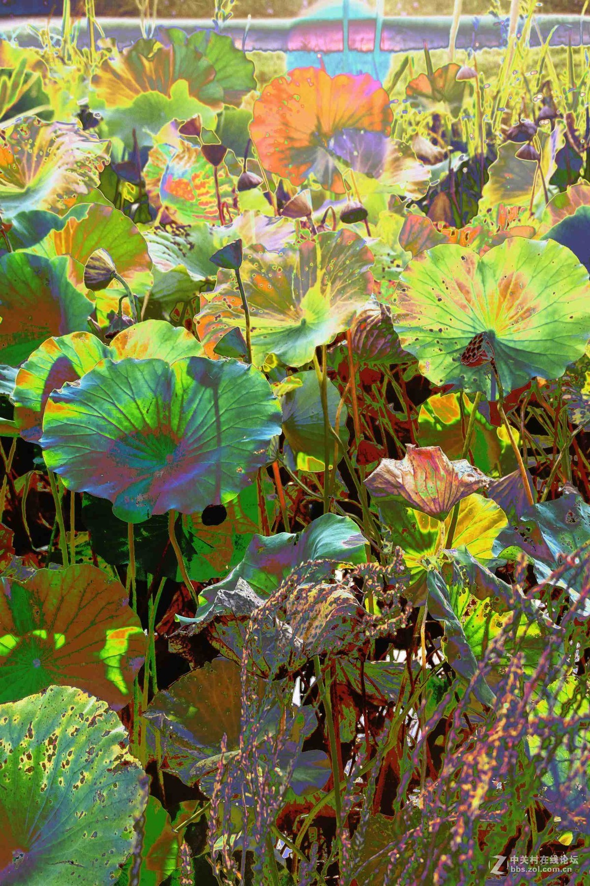 马中文达思-荷塘影韵