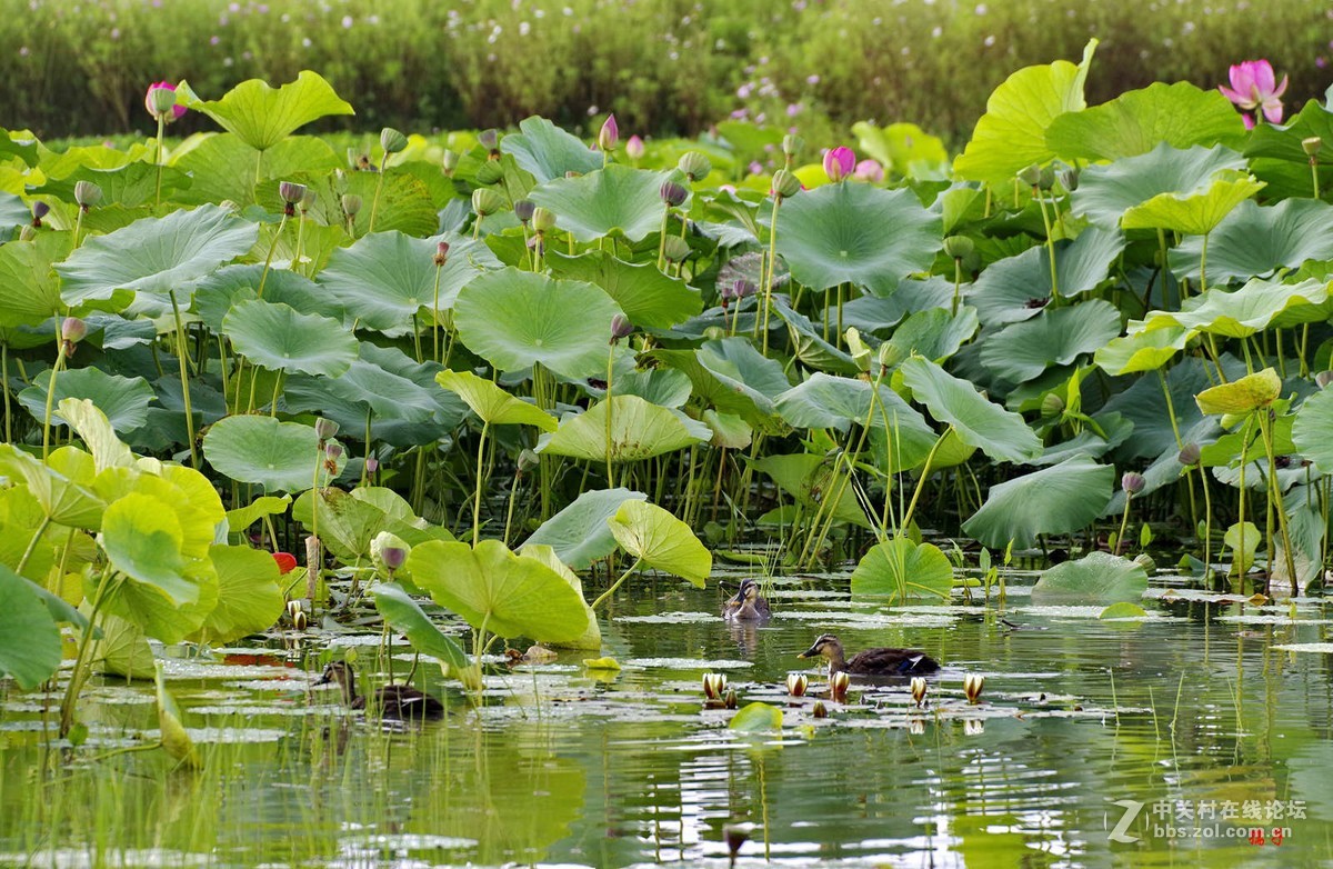 菏塘里的亚成体绿头野鸭子(适马50-500镜头)