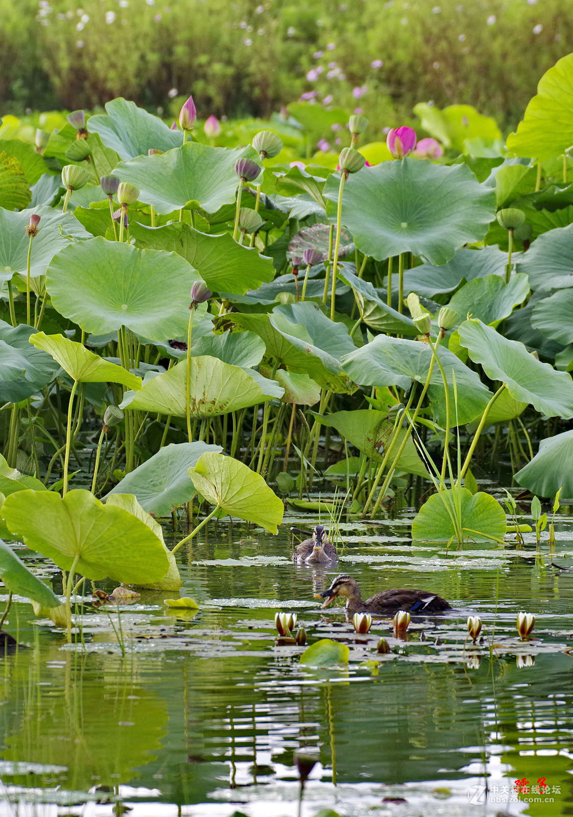 菏塘里的亚成体绿头野鸭子(适马50-500镜头)