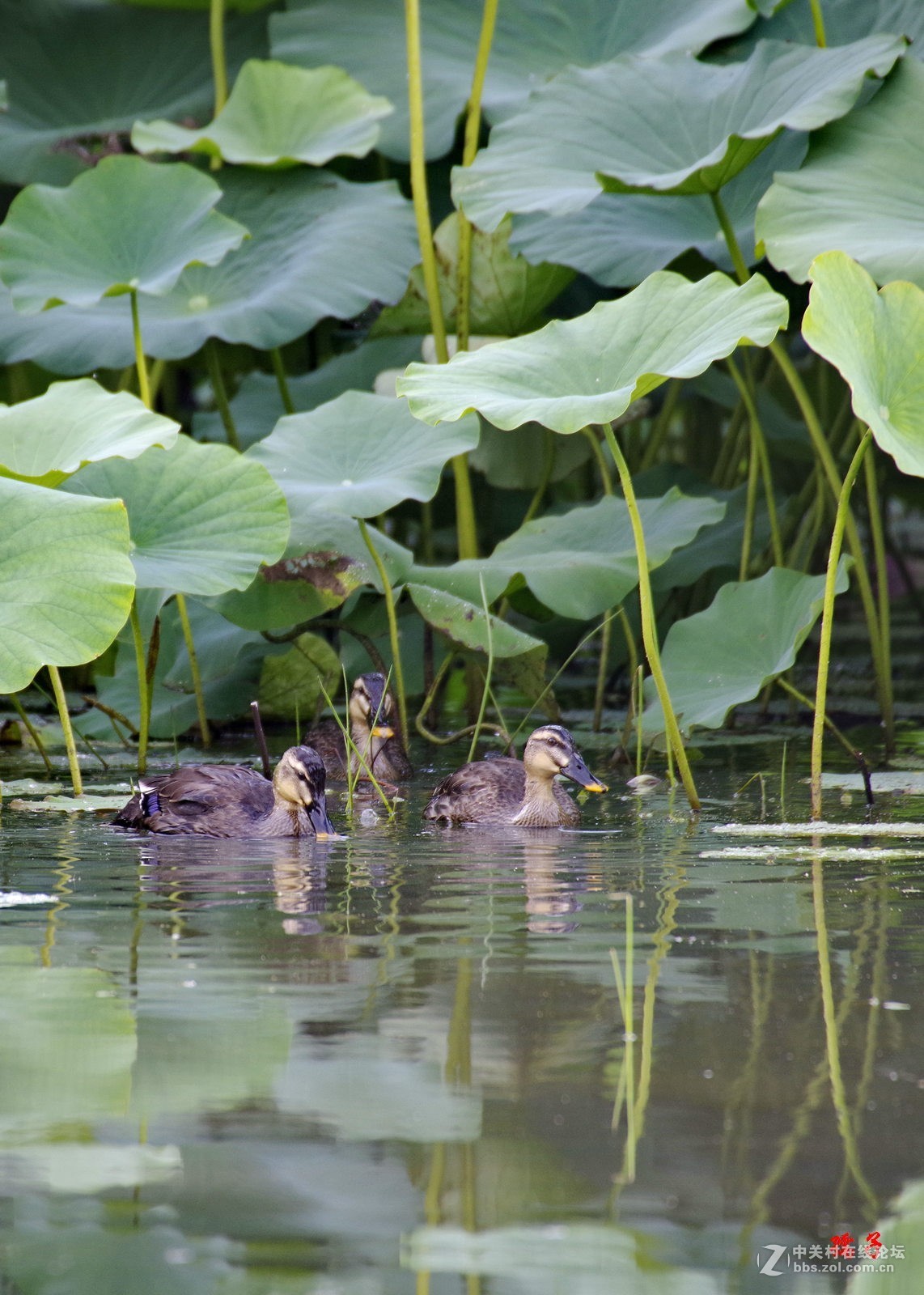 菏塘里的亚成体绿头野鸭子(适马50-500镜头)