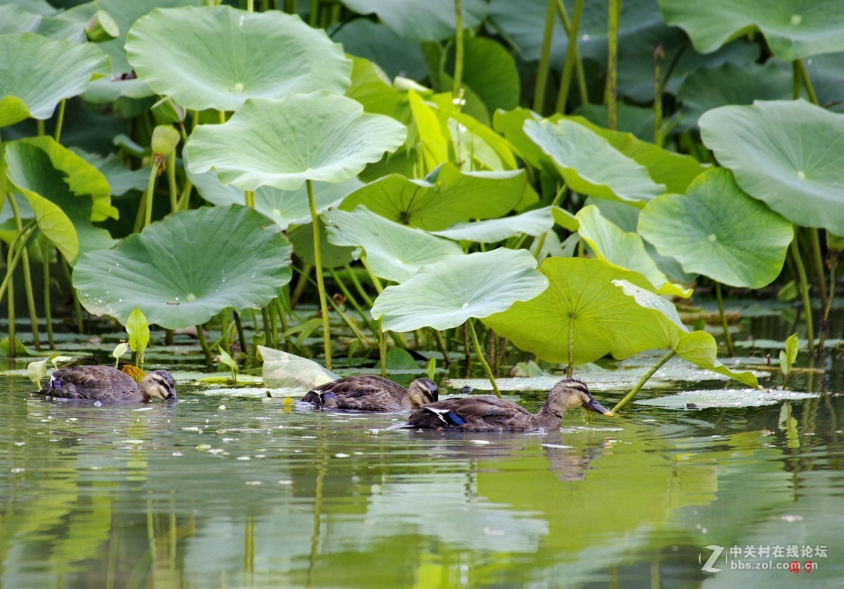 菏塘里的亚成体绿头野鸭子(适马50-500镜头)