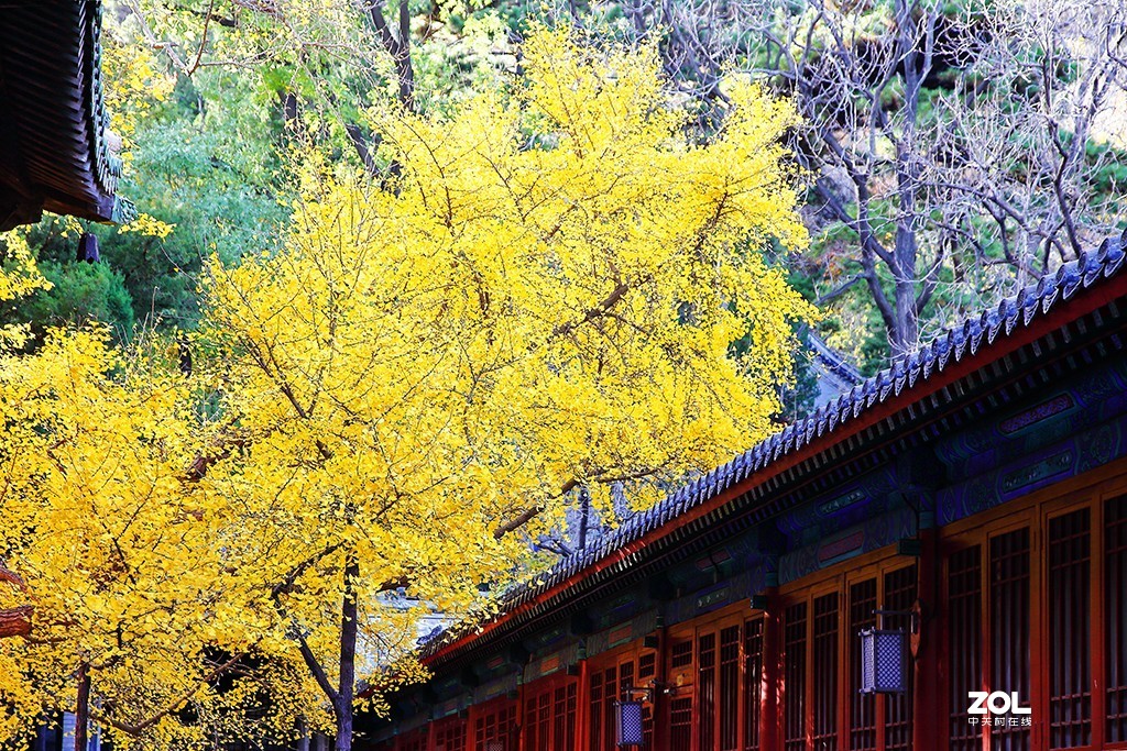 #ZOL月赛晒秋#秋到大觉寺