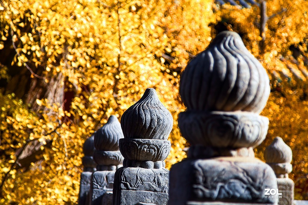 #ZOL月赛晒秋#秋到大觉寺