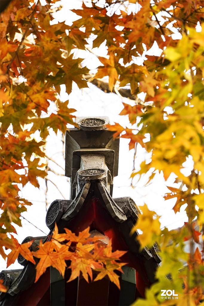 #ZOL月赛晒秋#秋到大觉寺