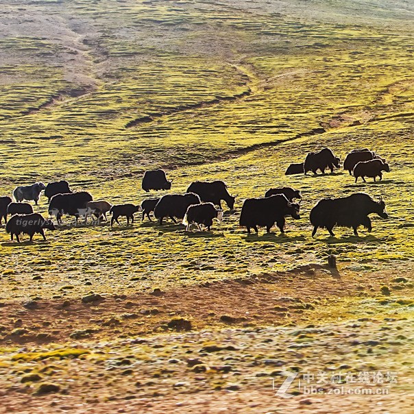 藏区见到的鹰  黑颈鹤  岩羊  牦牛  鹈鹕