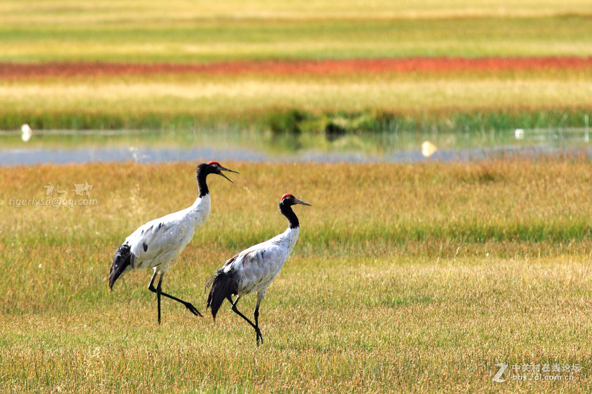 藏区见到的鹰  黑颈鹤  岩羊  牦牛  鹈鹕