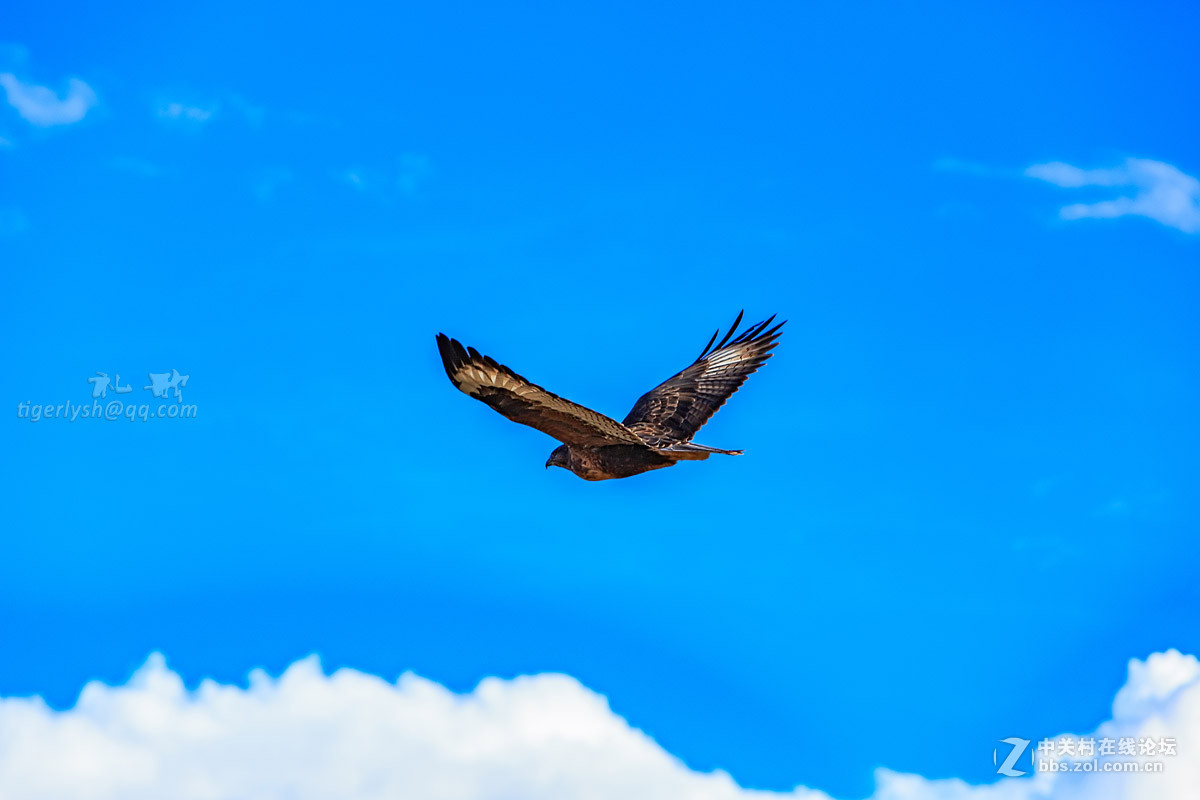 藏区见到的鹰  黑颈鹤  岩羊  牦牛  鹈鹕