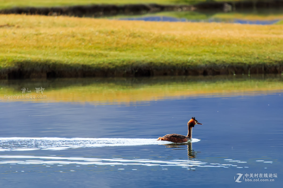 藏区见到的鹰  黑颈鹤  岩羊  牦牛  鹈鹕
