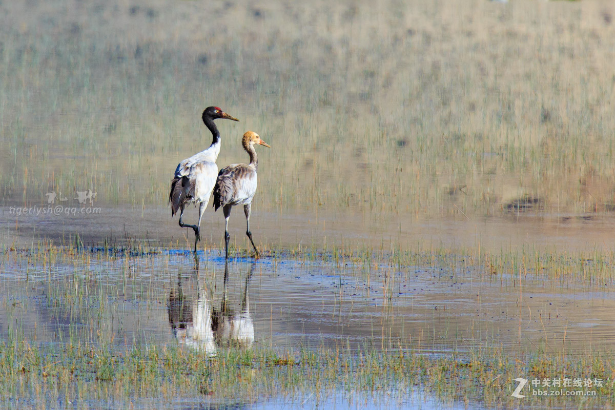 藏区见到的鹰  黑颈鹤  岩羊  牦牛  鹈鹕
