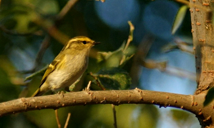 活蹦乱跳的小柳串---柳莺鸟