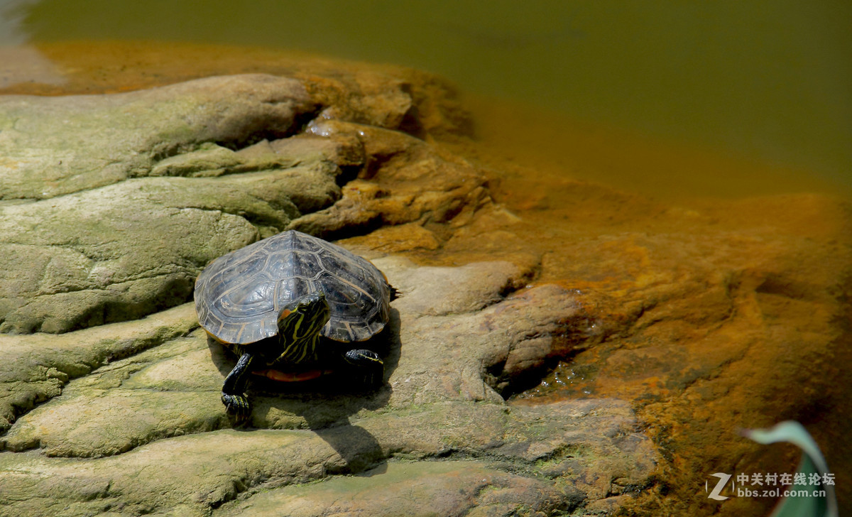池塘里的小乌龟